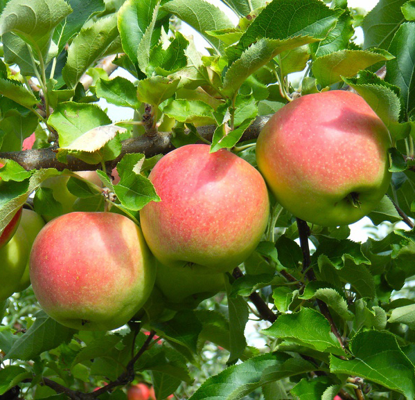 Elstar Apfel Apfelbaum Obstbaum 120/150 cm Busch 2-jährig im 7,5 L