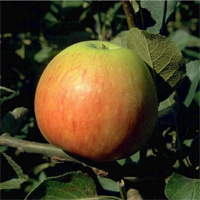 Apfel 'James Grieve'  MM111- Buschbaum  Alte Apfelsorte