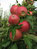 Apfel 'Retina'® M 25 - Buschbaum mehrfach resistent