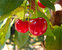 Kirsche 'Sunburst' Alkavo selbstfruchtbar - Prunus avium - Buschbaum