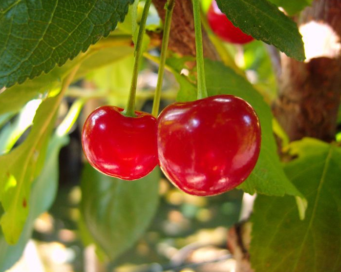 Kirsche \'Sunburst, selbstfruchtbar CAC - Prunus avium - Buschbaum kaufen  Online im Obstbaum-Versand Harro\'s Pflanzenwelt