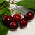 Kirsche 'Regina' - Prunus avium - Halbstamm - alte Obstsorte