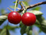 Sauerkirsche 'Morina'® moniliaresistent, - Prunus cerasus- Halbstamm