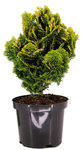 Chamaecyparis obtusa 'Nana Aurea' - Gelbe Zwergmuschelzypresse