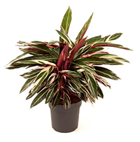 Calathea 'Triostar' XXL   - Pfeilwurz - luftreinigende Zimmerpflanze 27 cm Topf Höhe:100 cm