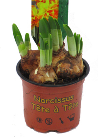 Narcissus pseudonarcissus  - Narzissen / Osterglocken  -  Tête à Tête kleinblumig 9 cm Topf
