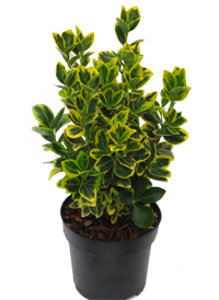 Euonymus japonicus 'Marieke'   gelb-grüne  Japanspindel 17 cm Topf