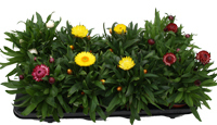 Bracteantha - Strohblume verschiedene Farben
