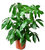 Schefflera actinophylla 'Amate'- Großblättrige Schefflera, Regenschirmbaum