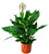 Spathiphyllum wallisii - Einblatt   17 cm Topf