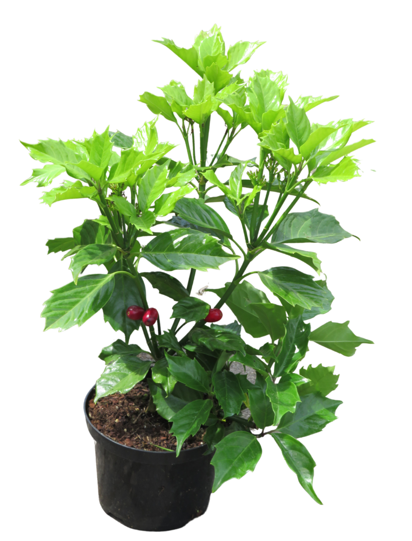 aucuba japonica ' rozannie' japanische aukube, 17 cm topf immergrün,  winterhart, schattenpflanze