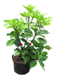 Aucuba japonica ' Rozannie' Japanische Aukube, 17 cm Topf immergrün, winterhart, Schattenpflanze