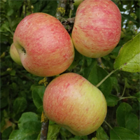 Apfel 'Dülmener Herbstrosenapfel' Buschbaum M111- Alte Apfelsorte