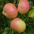 Apfel 'Dülmener Herbstrosenapfel' Buschbaum M111- Alte Apfelsorte