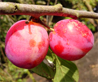 Pflaume "Königin Viktoria"  - Buschbaum - Prunus domestica -Alte Obstsorte