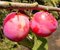 Pflaume "Königin Viktoria" - Halbstamm- Prunus domestica -Alte Obstsorte