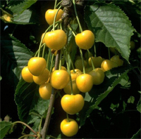 Kirsche 'Dönissens Gelbe Knorpelkirsche' - Buschbaum