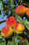 Pfirsich 'Suncrest' - Halbstamm