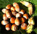 Haselnuss 'Nottingham Fruchtbare ' - Corylus avellana