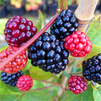 Zwergbrombeere 'Little Black Prince ®  kompackter Wuchs, für Kübel'  -  Rubus fruticosus