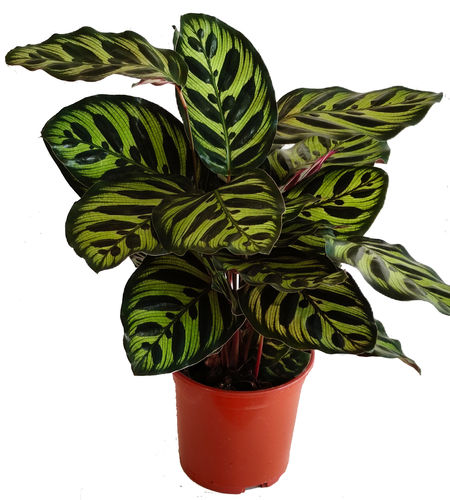 Calathea 'Makoyana' - Pfauen-Korb-Maranthe- luftreinigende Zimmerpflanzen