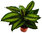 Calathea 'Goldstar' - Korbmaranthe - luftreinigende Zimmerpflanzen