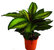 Calathea 'Goldstar' - Korbmaranthe - luftreinigende Zimmerpflanzen