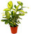 Ctenanthe pilosa 'Mosaic'- Korbmaranthe - luftreinigende Zimmerpflanzen