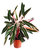 Stromanthe Sanguinea'Triostar' XL  - Pfeilwurz - luftreinigende Zimmerpflanze 19 cm Topf Höhe:80 cm