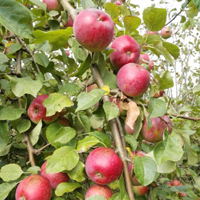 Apfel  'Florina' - Buschbaum