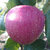 Apfel 'Rote Sternrenette' Buschbaum M26- Alte Apfelsorte 18. Jh.