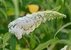 Buddleja davidii Buzz weiß - Zwerg Sommerflieder weiß