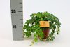 Parthenocissus inserta 'Striatha'