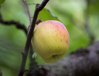 Apfel 'Grahams Jubiläumsapfel' Alte Sorte- Buschbaum