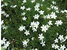 Dianthus deltoides Albus - Heidenelke weiß