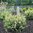 Chamaecyparis lawsoniana 'Pearly Swirls'® - Gartenzypresse 'Perliger-Wirbel