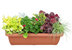 Balkonpflanzen-Set für Balkonkästen 60-80cm cm lang
