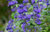 Caryopteris clandonensis 'Heavenly Blue' - Bartblume
