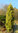 Taxus baccata David - Gelbe Säuleneibe 'David'