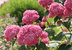 Hydrangea arborescens 'Pink Strong Annabelle' ®- Ballhortensie rosa