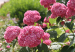 Hydrangea arborescens 'Pink Strong Annabelle' ®- Ballhortensie rosa