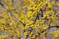 Cornus sericea 'Flaviramea' - Gelbholz Hartriegel