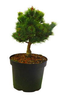 Pinus parviflora 'Kyomatshu' - frischgrüne Mädchenkiefer Rarität