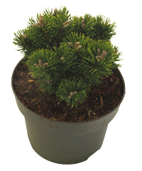 Pinus mugo 'Sherwood Compact' - Zwerglatschenkiefer Sherwood Compact