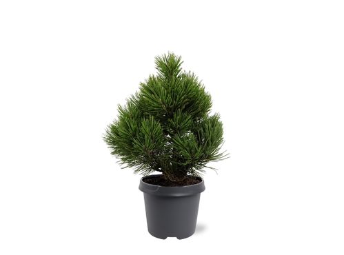 Pinus heldreichii 'Compact Gem' - Bosnische Kiefer Compact Gem