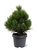 Pinus heldreichii 'Compact Gem' - Bosnische Kiefer Compact Gem