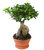Ficus microcarpa 'Ginseng' -Chinesische-Feige -Bonsai