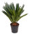 Cycas revoluta - Palmfarn -  Topf 17 cm Höhe: 65 cm  Zimmerpflanzen