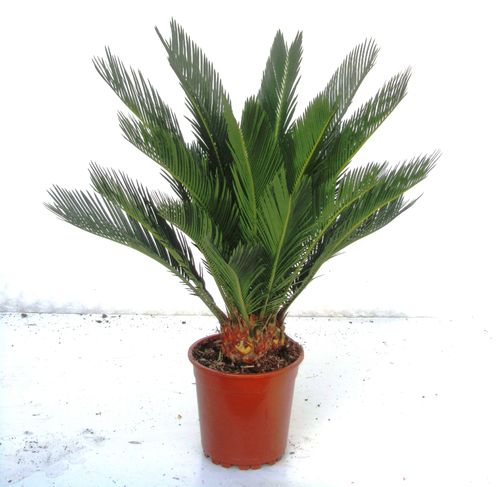 Cycas revoluta - Palmfarn -  Topf 17 cm Höhe: 65 cm  Zimmerpflanzen