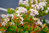 Crassula ovata 'Sunset' - Geldbaum Topf 17 cm Höhe: 30 cm  Zimmerpflanzen
